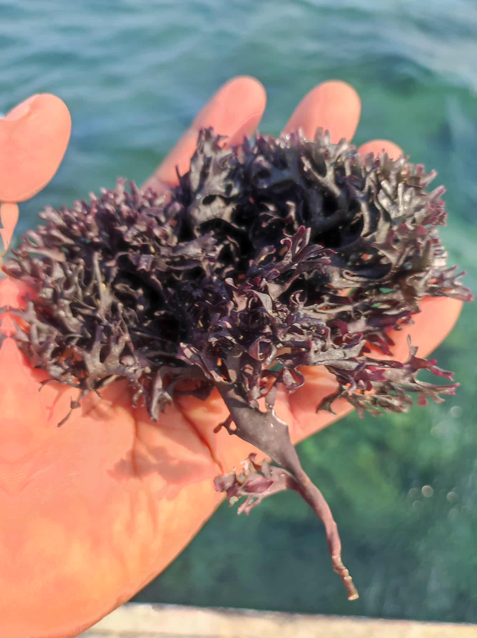 Irish moss chondrus crispus purple golden peruvian - 2 Irish moss chondrus crispus purple golden peruvian - 2