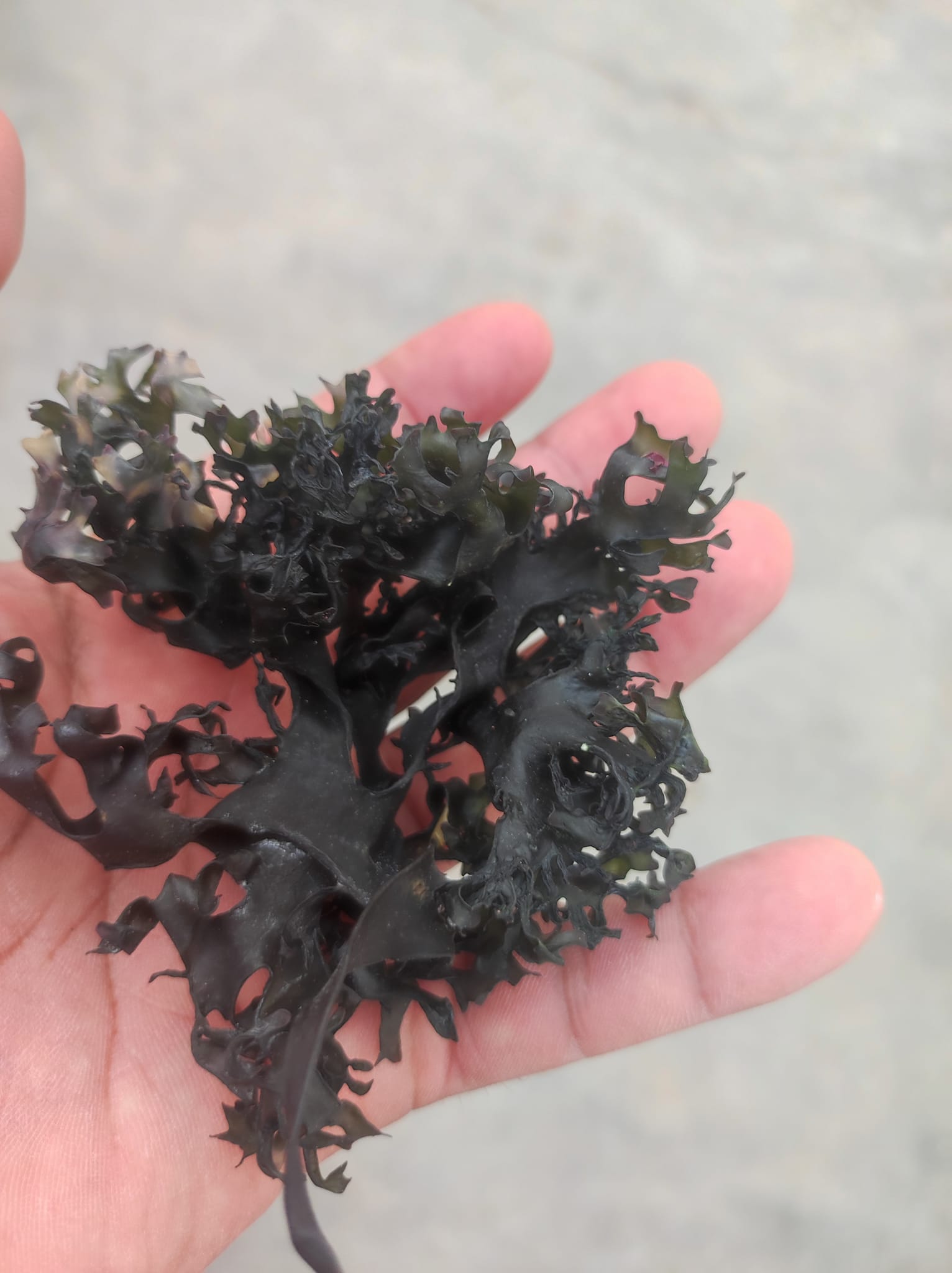 Irish moss chondrus crispus purple golden peruvian - 3 Irish moss chondrus crispus purple golden peruvian - 3