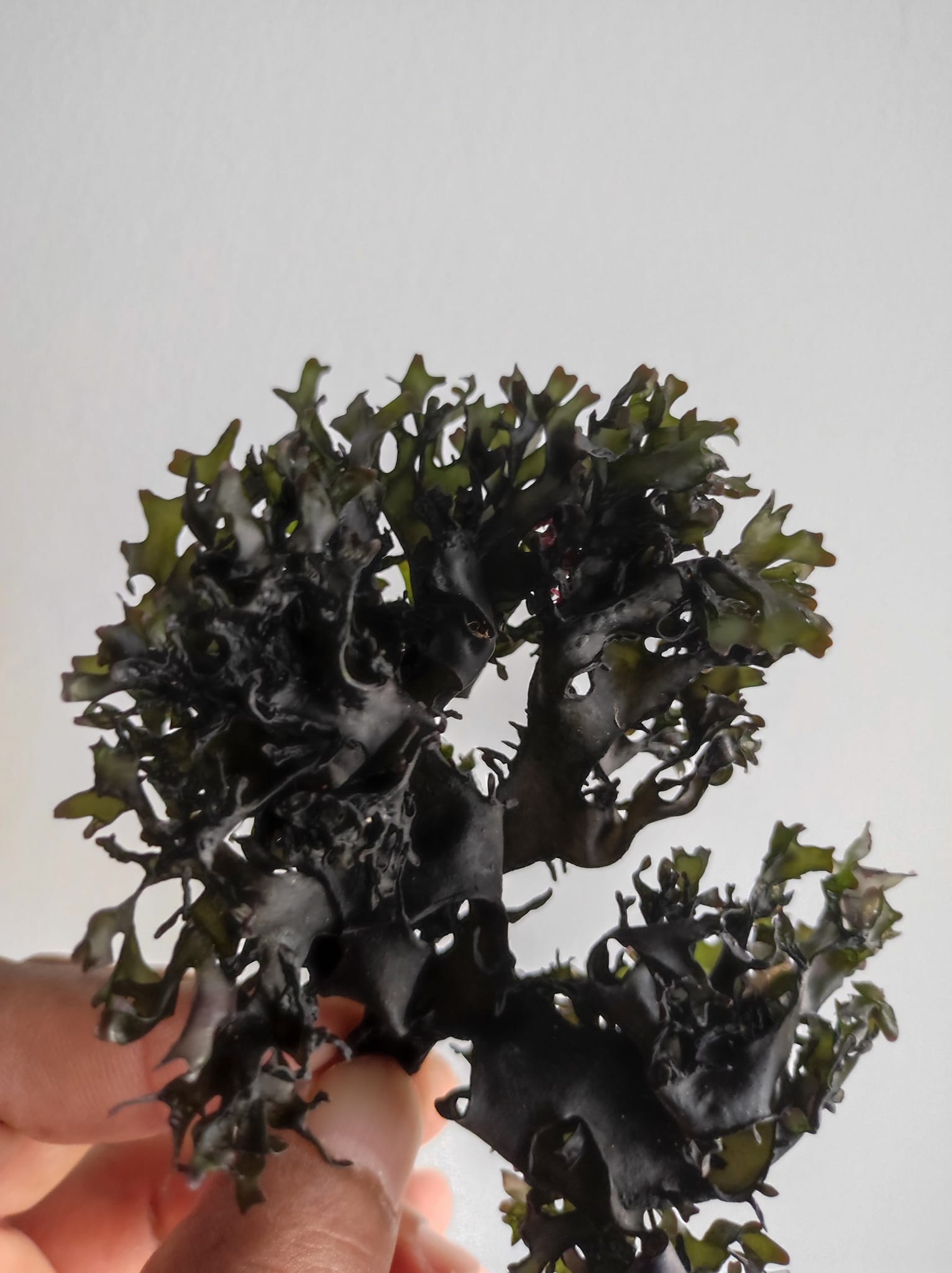 Irish moss chondrus crispus purple golden peruvian - 4 Irish moss chondrus crispus purple golden peruvian - 4